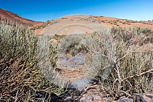 Dry bushes and sands hills wasteland