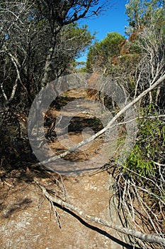 Dry bushland