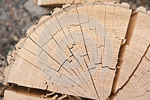 A dry butt cut of a tree trunk, cracked along the growth rings. Stump.