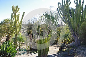 Dry cactus garden