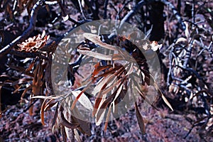 DRY CALYX OF A SUGAR BUSH FLOWER