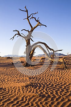 Dry camelthorn tree in the Namib