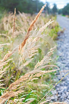 Dry cane on background of green grass, forest and road. Golden reed grass in autumn in sun. Abstract nature background.