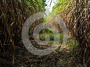 The dry cane leaves and overgrown cane flooded the head during the dirt road of the sugarcane farm