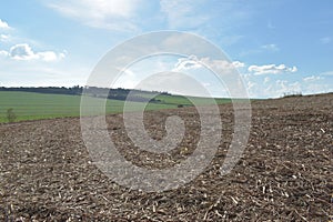 Dry cane straw in the soil after sugarcane harvest