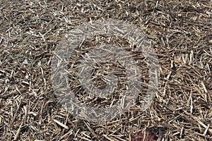 Dry cane straw in the soil after sugarcane harvest