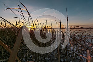 Dry cane on a winter decline