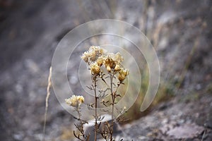 Dry carduus in Crimea