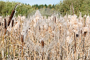 Dry Cattail (Bulrush) Spikes with Fluff