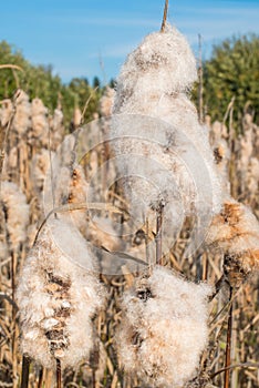 Dry Cattail (Bulrush) Spikes with Fluff