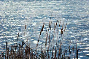Dry cattails against the background of lake water