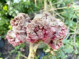 Dry Celosia argentea flower in nature garden