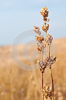 Dry cereal crop