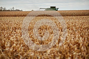 A dry cereal crop, stubble and combine harvester