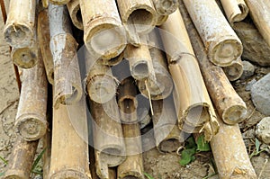 DRY CHINA BAMBOO