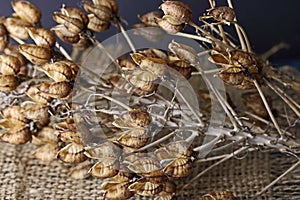 DRY CHINCHERINCHEE SEED PODS