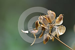 Dry close up of brown flower petals.