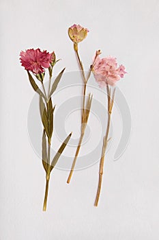 Dry clove flowers on a white textute of paper background
