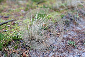 Dry clumps of grass growing by the forest road. Forest undergrowth in a deciduous stand.