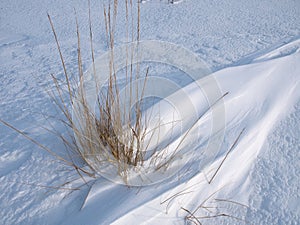 dry coastal grass cowered with snow