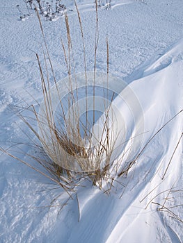 dry coastal grass cowered with snow