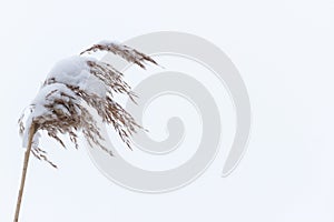 Dry coastal reed cowered with snow, vertical nature background