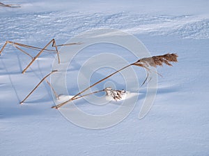 dry coastal reeds cowered with snow