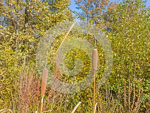Dry cob of cattail on a background of yellowing autumn bushes.