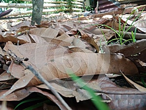 dry cocoa leaves on the ground