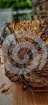 A dry coconut with brown husk. A close up of  colourful coconut