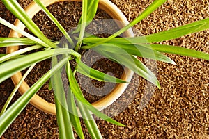 coco coir peat pot plant photo
