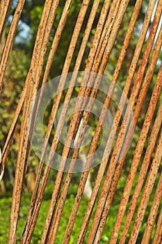 dry coconut leaves forming pattern