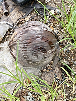 Dry coconut fruit on the ground