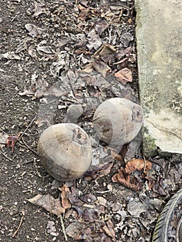 dry coconut fruit on the ground