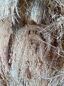 Dry coconut husk fiber or coir