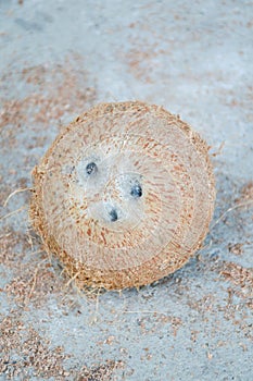 Dry coconut shell on cement floor
