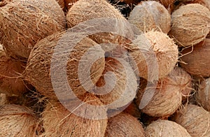 Dry coconuts for industrial processing photo