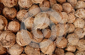 Dry coconuts for industrial processing photo