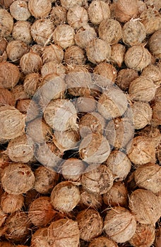 Dry coconuts for industrial processing