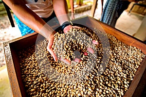 Dry coffee beans in farmer hand