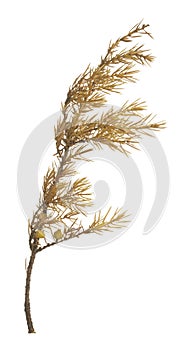 Dry common juniper, Juniperus communis twig isolated on white background