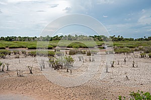 Dry conditions at Merritt Island