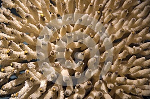 Dry coral displayed in Harvard museum of natural history photo