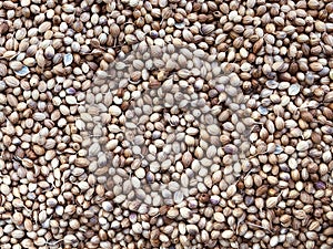 Dry coriander seeds