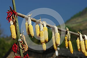 Dry corn