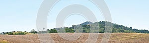 Dry corn in the agricultural field