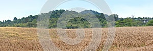 Dry corn in the agricultural field