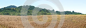 Dry corn in the agricultural field