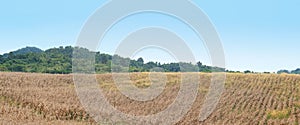 Dry corn in the agricultural field