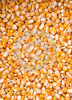 Dry corn background, dry corn seed
